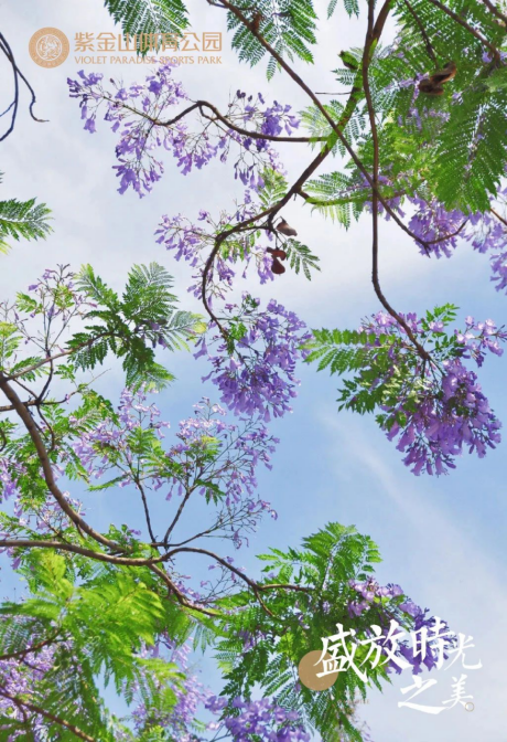 熏风阜物夏即来，蓝花楹满紫金山16.png