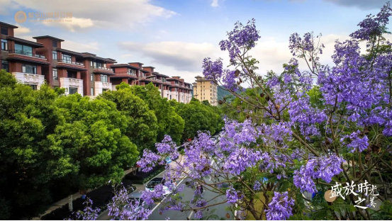 熏风阜物夏即来，蓝花楹满紫金山96.png