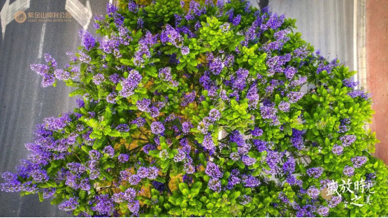 熏风阜物夏即来，蓝花楹满紫金山494.png